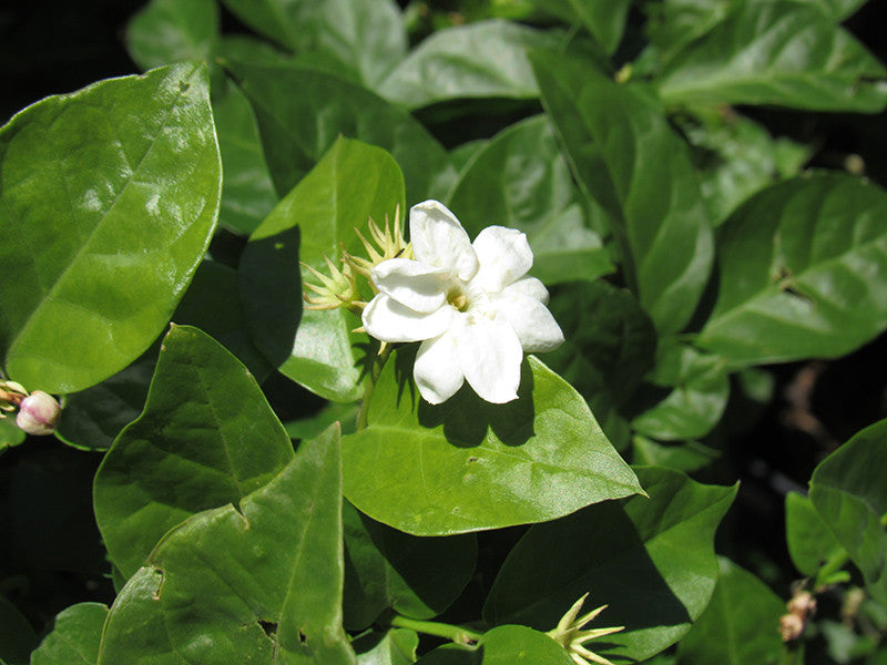 Arabian Jasmine Vine