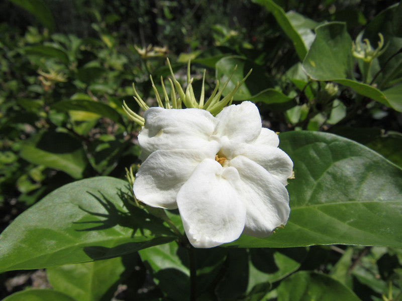 Arabian Jasmine Vine - Thumbnail 2