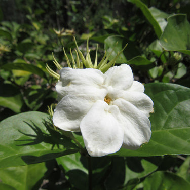 Arabian Jasmine Vine