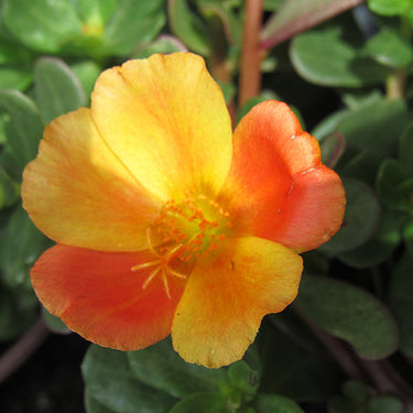 ColorBlast Mango Mojito Portulaca