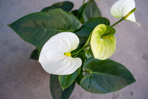 Sierra White Anthurium