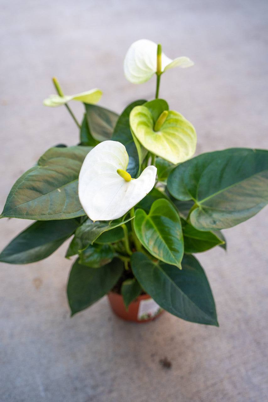 Anthurium Sierra White - Thumbnail 2