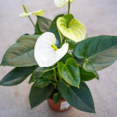 Sierra White Anthurium