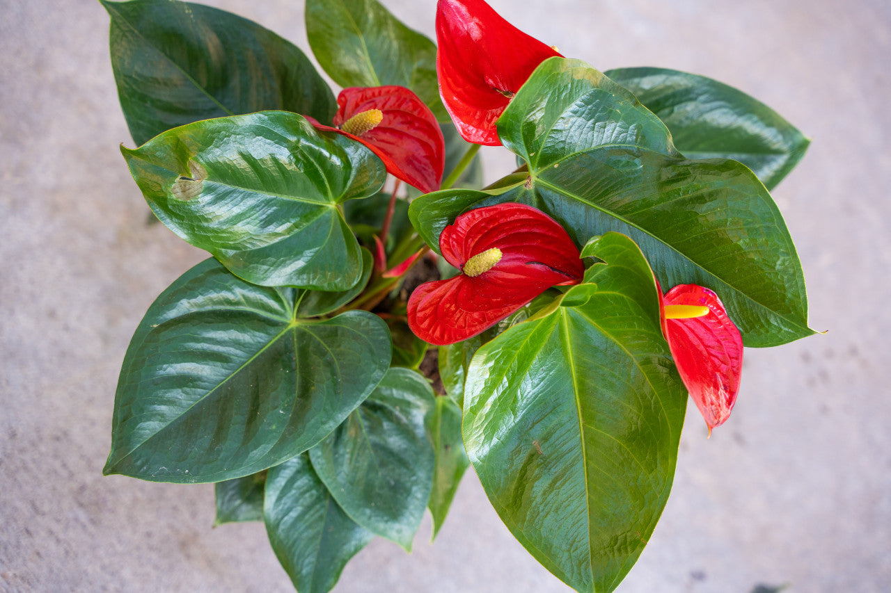 Anthurium Flamino Red Alabama - Thumbnail 3