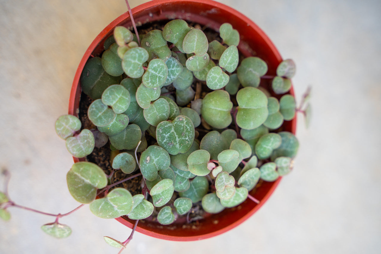 String of Hearts - Thumbnail 4