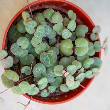 String of Hearts