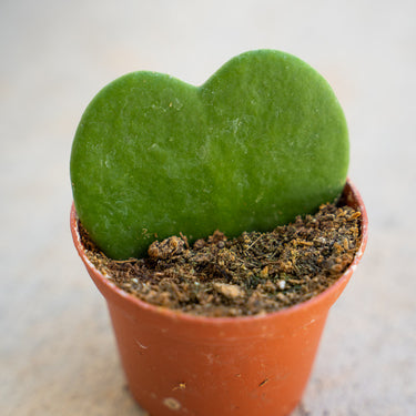 Sweetheart Wax Plant (Hoya)