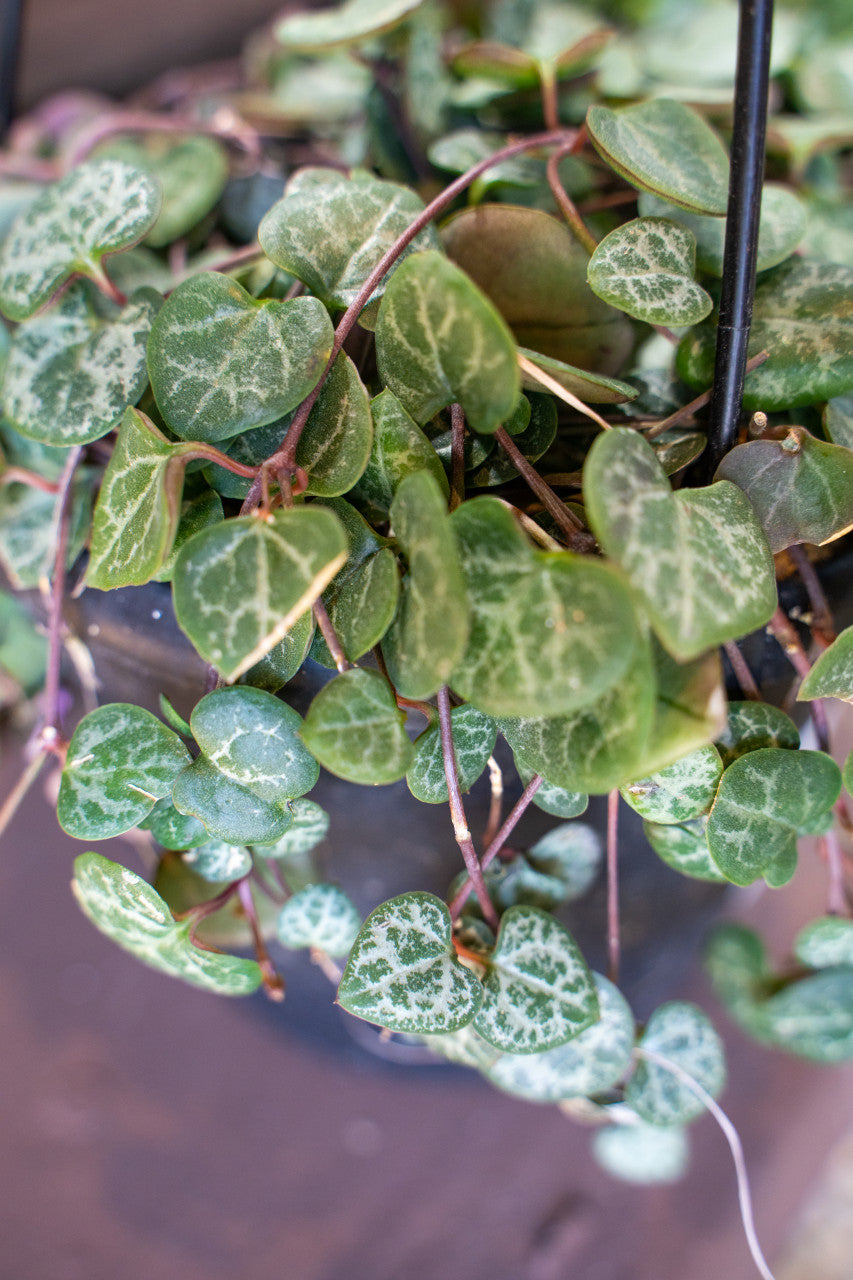 String of Hearts - Thumbnail 3