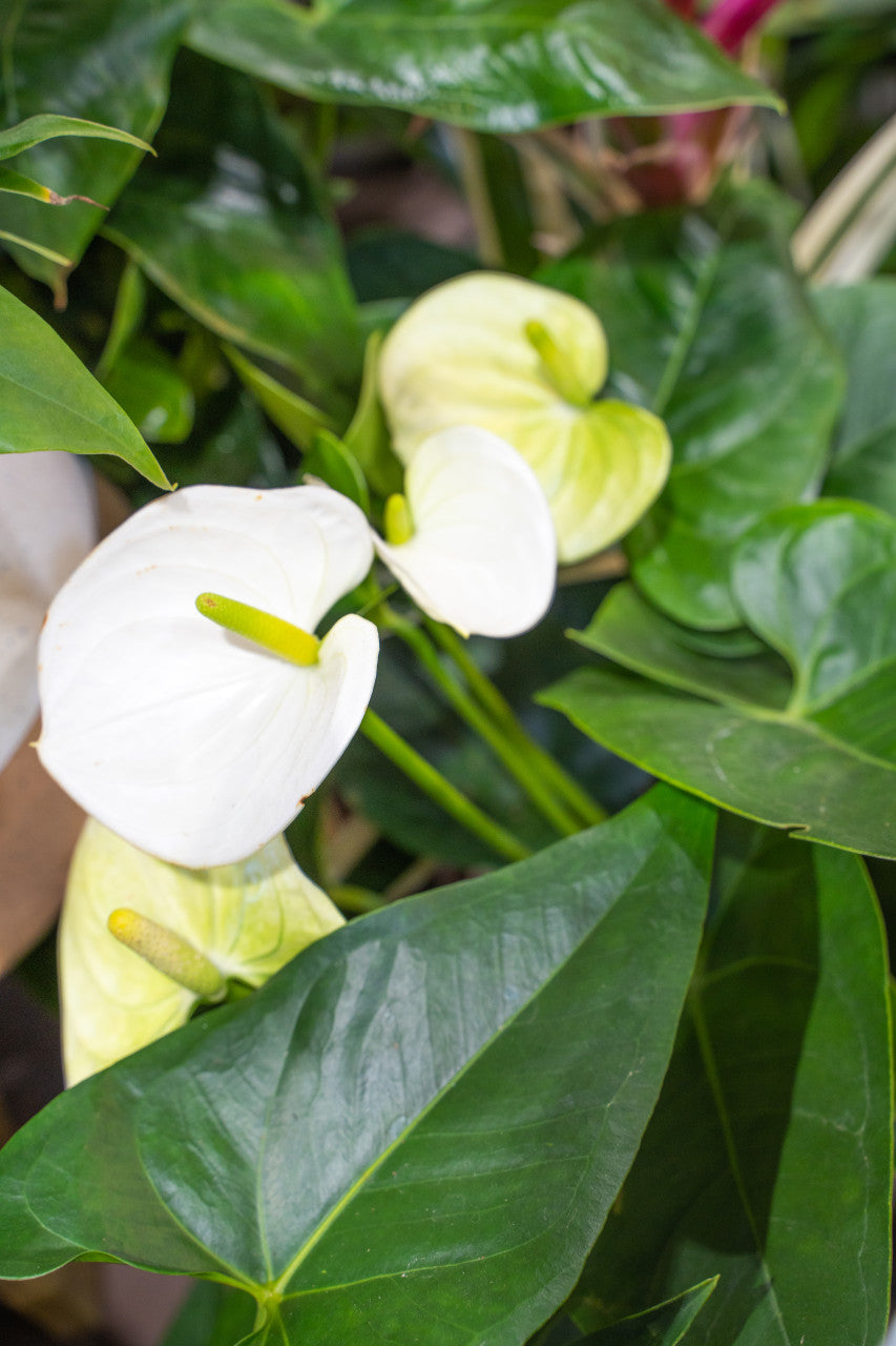 Anthurium Sierra White - Thumbnail 4