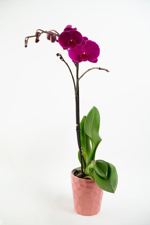 Phalaenopsis Orchid Single Spike - Deco Pot