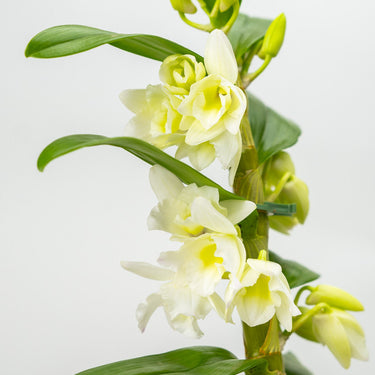 White Dendrobium Orchid
