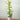 White Dendrobium Orchid
