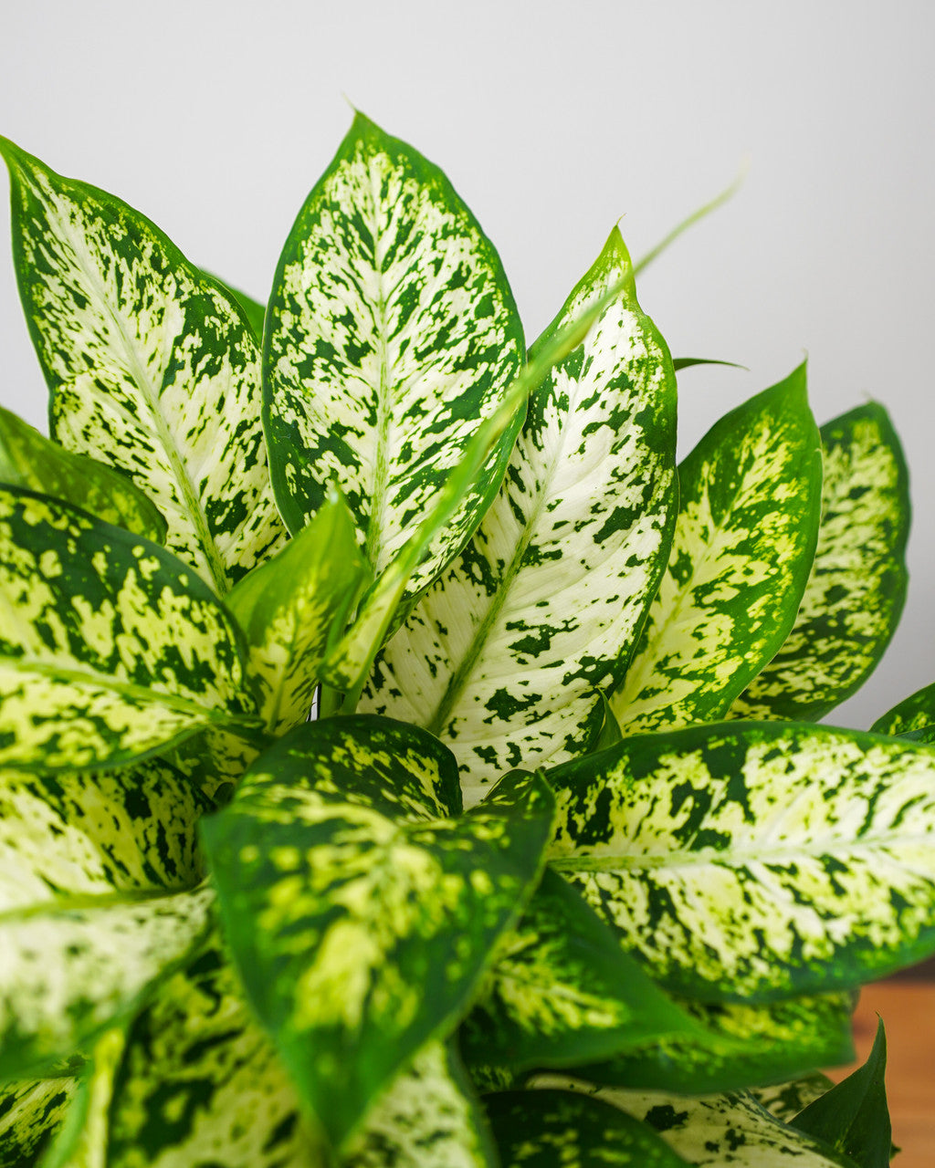 Dieffenbachia Compacta - Thumbnail 2