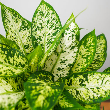 Dieffenbachia Compacta