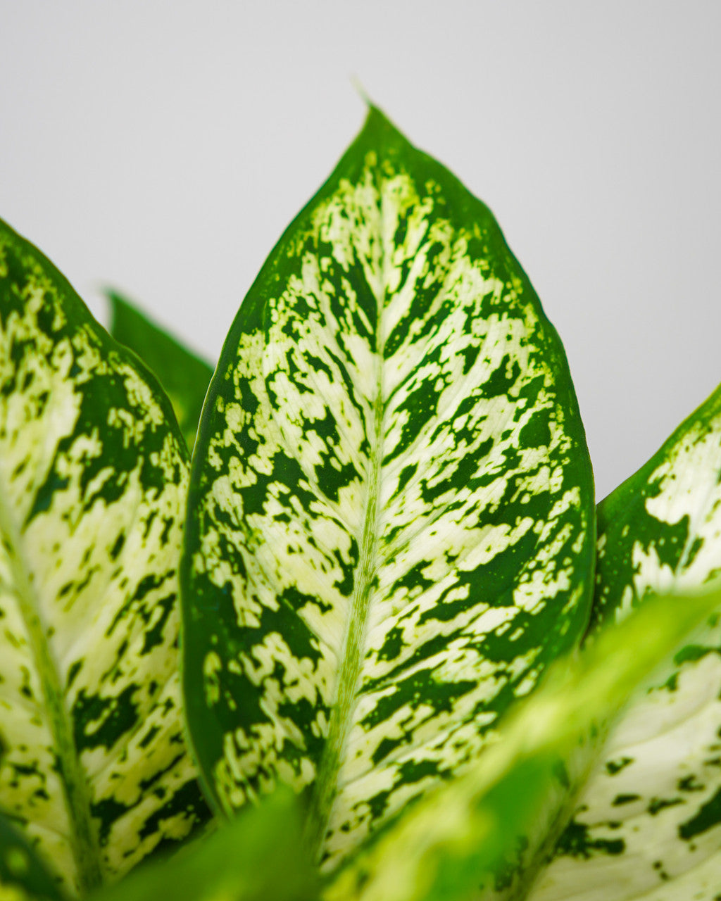 Dieffenbachia Compacta - Thumbnail 3