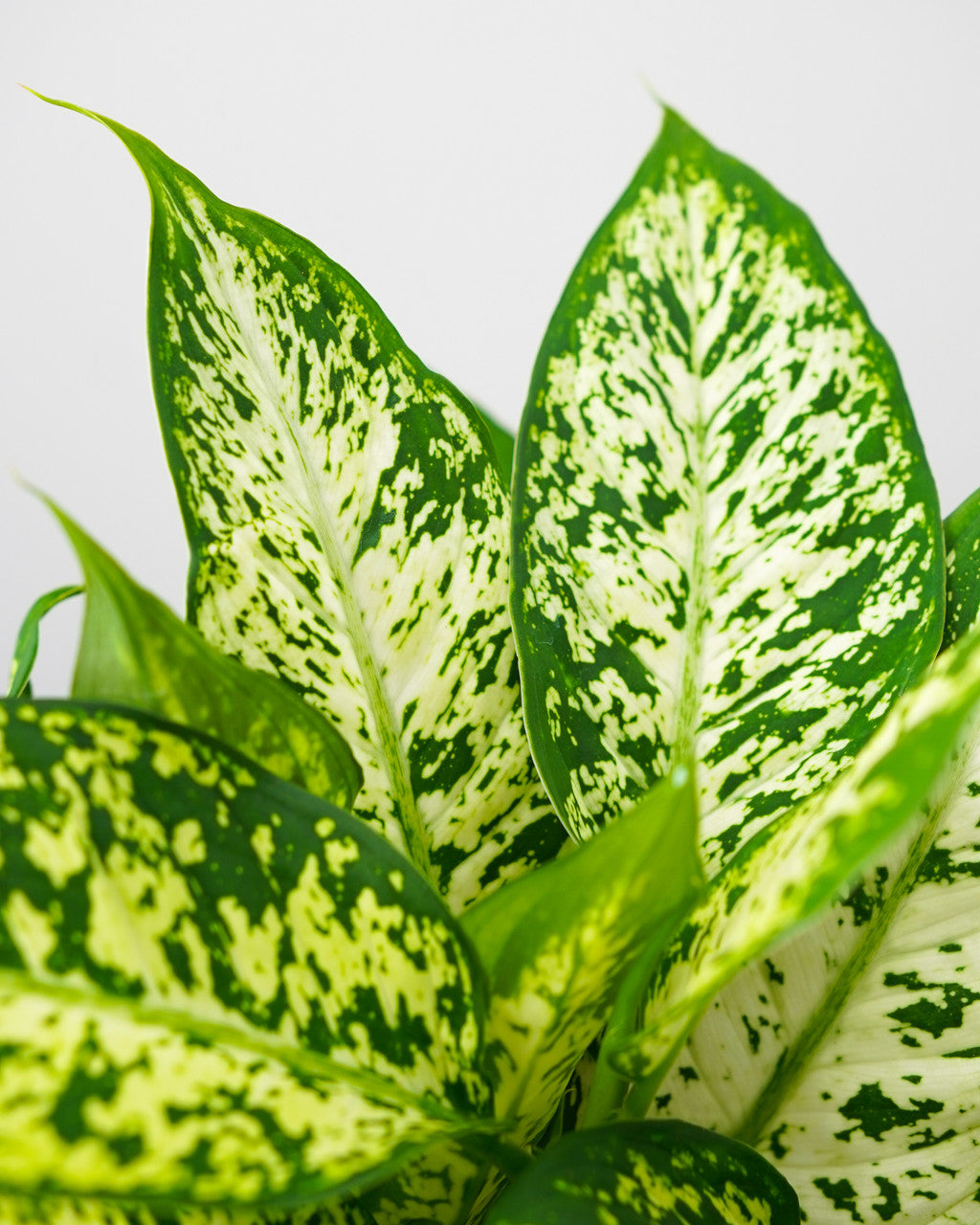 Dieffenbachia Compacta