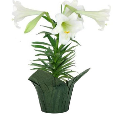 Easter Lily