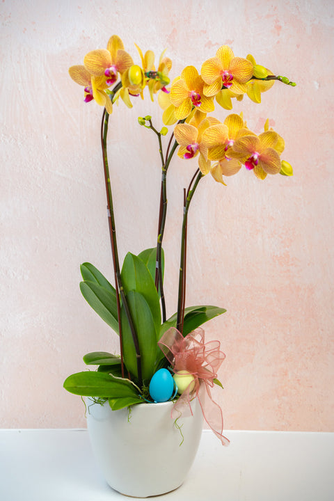 Valentines Orchid Arrangement