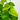 Golden Pothos