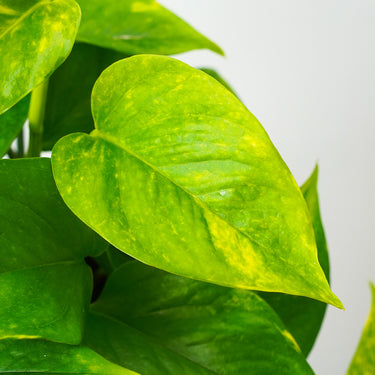 Golden Pothos