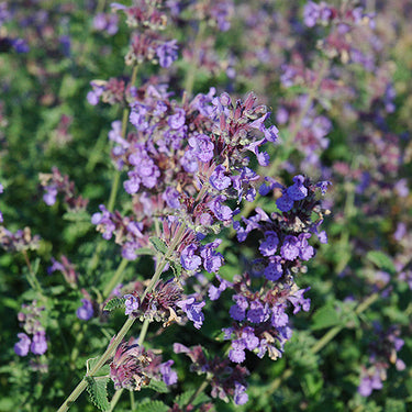 Walker's Low Catmint