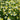 Chamomile