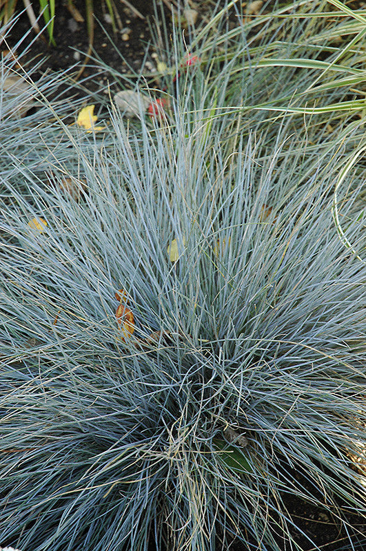 Elijah Blue Fescue - Thumbnail 2