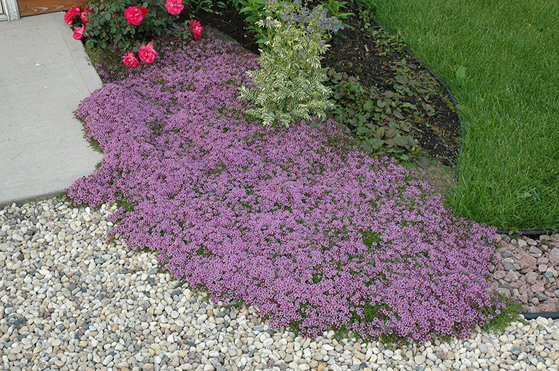 Thyme  Red Creeping Thyme – Armstrong Garden Centers