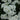 Iberis Semper Alexanders White