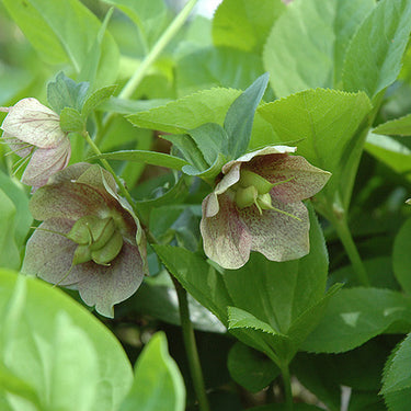 Oriental Hellebore