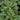 Icterina Golden Sage
