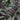 Purple Sage
