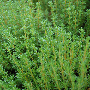 Common Thyme