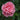 Queen Elizabeth Rose