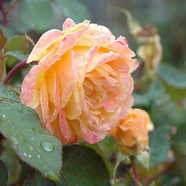 Strike It Rich Rose