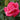 All My Loving Rose
