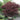 Bloodgood Japanese Maple