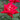 Love Rose
