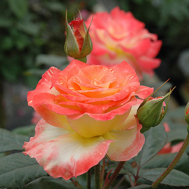 Chihuly Rose