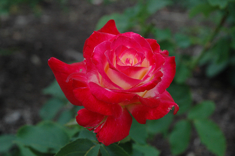 Double Delight Rose