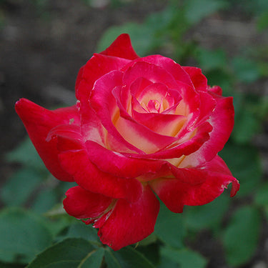 Double Delight Rose