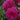 Ebb Tide Rose