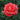 Tropicana Rose
