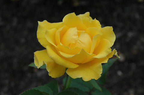 Midas Touch Rose