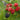 Black Satin Thornless Blackberry