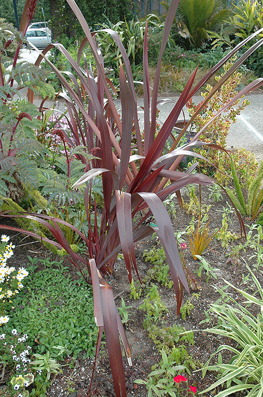 Amazing Red New Zealand Flax - Thumbnail 2