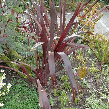 Amazing Red New Zealand Flax