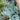Blue Chalk Sticks Senecio