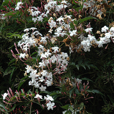 Climbing Jasmine