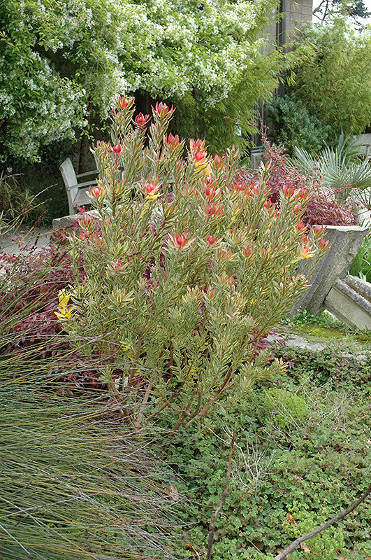 Leucadendron Safari Sunset - Thumbnail 2